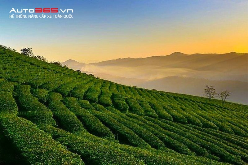 đồi chè cầu đất  - du lịch đà lạt