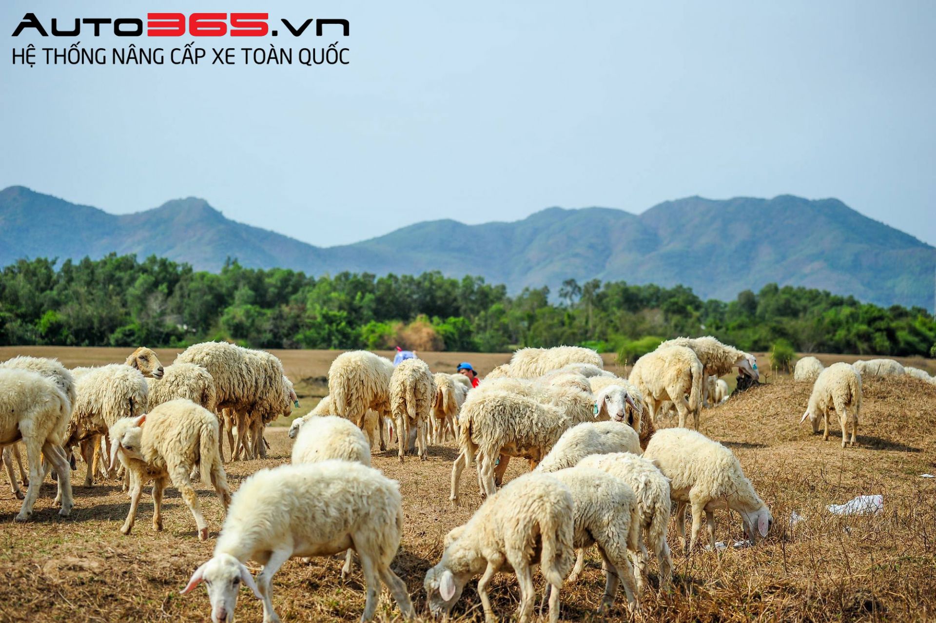đồi cừu suối nghệ